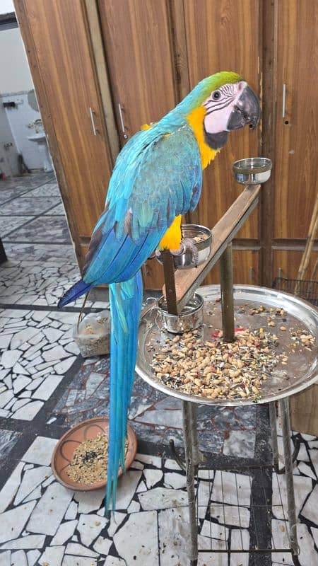 Blue and Gold Macaw /Slupr Cockatoo/Corrella Cockatoo/African Grey 6