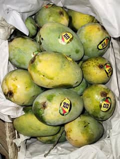 Mangos Bulk Quantity For Business