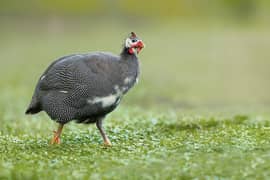 Guinea Fowl teetri