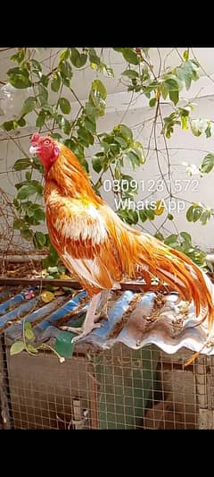 peela aseel mianwali