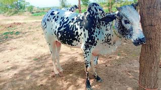 Qurbani Bull Fathay Jangi