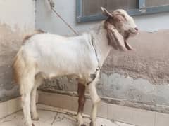 Bakra