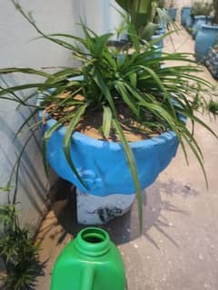 plant