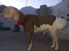Kabli Ablak Dumba