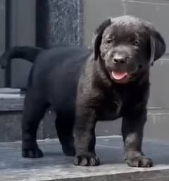 lab puppy female healthy active