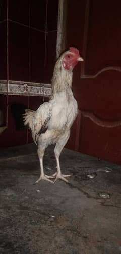 Aseel