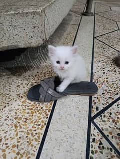 Persian kitten available for sale