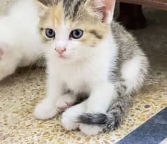 moggy cat