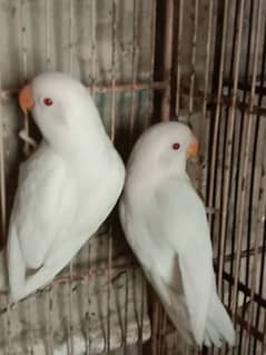 Albino