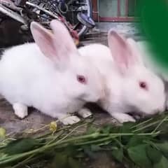 Two Healthy and Cute Young Red Eye Rabbits