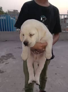Labrador