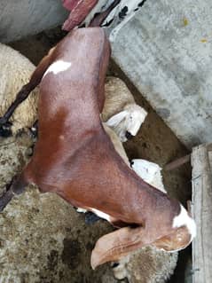 desi dhonde bakre aur chatri Ghar ke pale hue for sale weight 70 kg