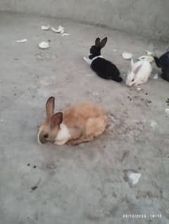 Rabbits and Bunnies are available for sale
