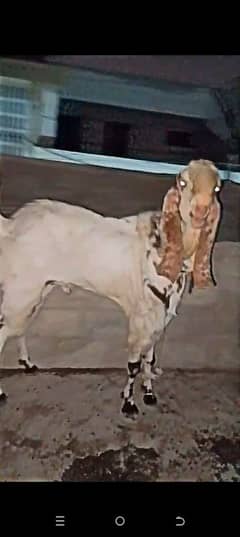 white cheena Andu bakra