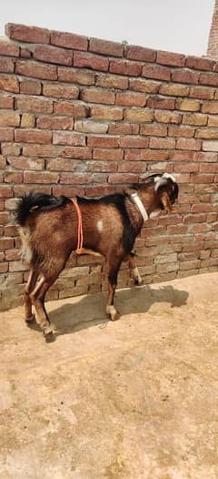 Andal 2dant Bakra for sale