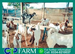 bakra | bakri | goat | Qurbani 2025 | sheep | dumba | desi bakra