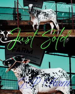 Desi Cow | فتح جھنگي | desi cow Qurbani | Bachra for sale