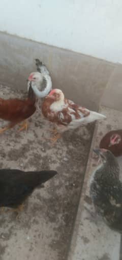 Hen Golden Misri Male rooster