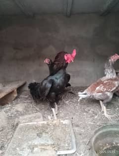 aseel chicks 1.5 months