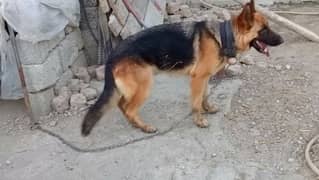 confirm breeder long coat female for sale