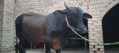 cow for,sell sahiwal nasl ka