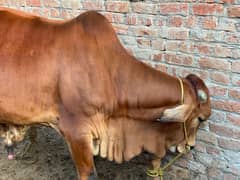 Qurbani K Janwar |  Buffalo | Bull | Cow | Gay | Bachra | بچرا | Sale