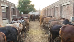 Qurbani K Janwar |  Buffalo | Bull | Cow | Gay | Bachra | بچرا | Sale