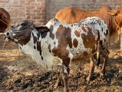 Qurbani K Janwar |  Buffalo | Bull | Cow | Gay | Bachra | بچرا | Sale