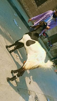 2 dant Saafi weight 35 kg to 40kg  (0301 5106818)
