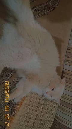 cat for sale