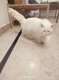 Persian Cat