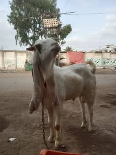 gullabi bakra