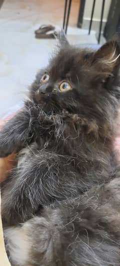 Persian