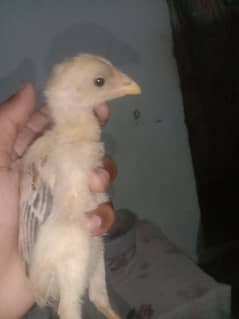 Aseel