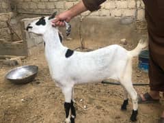 goats selling