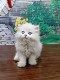 Persian