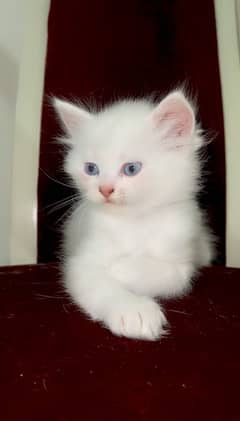 Top Quality Persian Kittens Long Coat