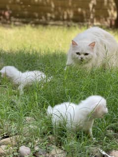 Top Quality Persian Kittens Long Coat