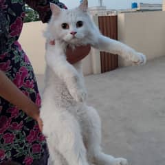 (URGENT) Vaccinated Spayed Female Cat For Sale (Proofs attached)