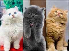 Persian Punch face triple coat cat Kitten