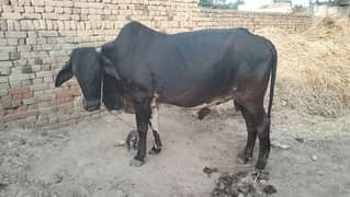 Buffalo
