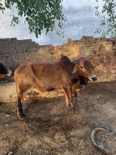 Bachra for Sale