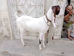 Bakra for sale Ghar ka Pala Howa hai