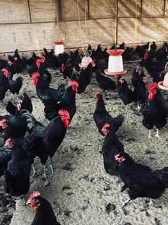 Australorp