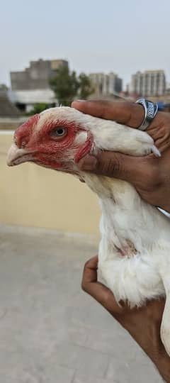 Top quality heera Afghani qandhari birds male female chicks eggs avlbl