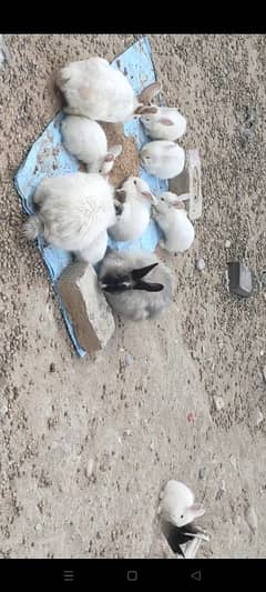 angora and califone breed