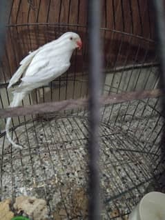 parrot