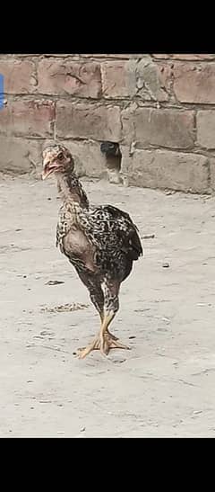 Aseel