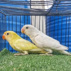 arblue Pastel / ino Male X Albino Black Eyes / ino Female