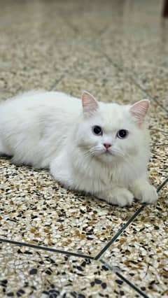 cat for sale